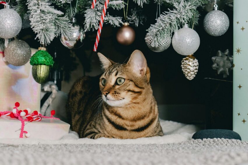 Choosing the Perfect Artificial Lit Christmas Tree